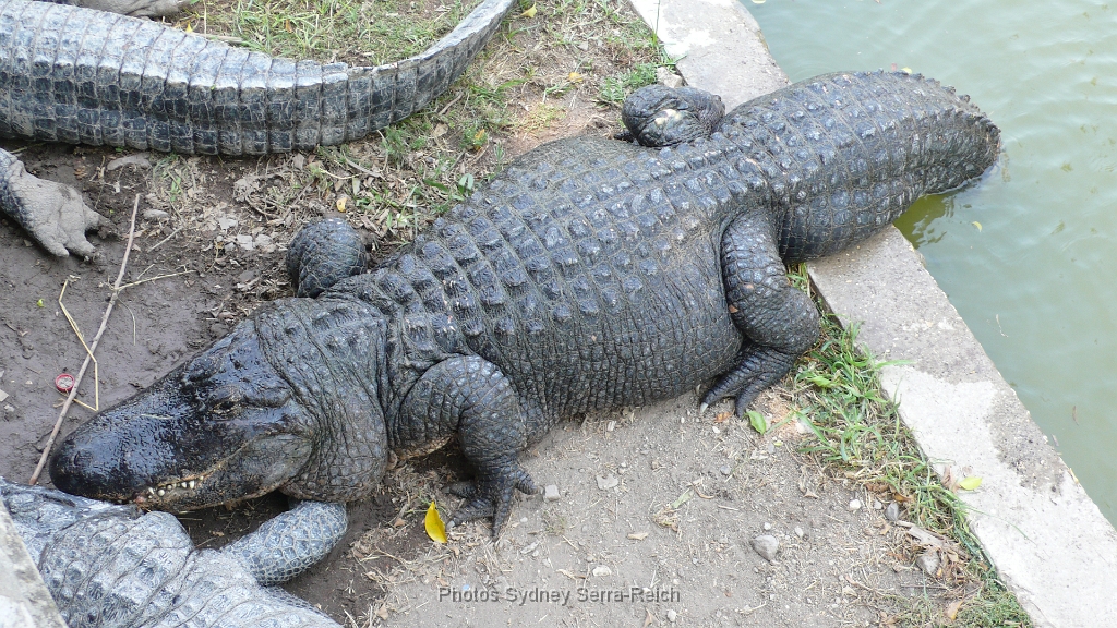 crocodiles du Nil Site de Hamat Gader en Galilee 2.JPG - Alligator. Site de Hamat Gader en Galilée.